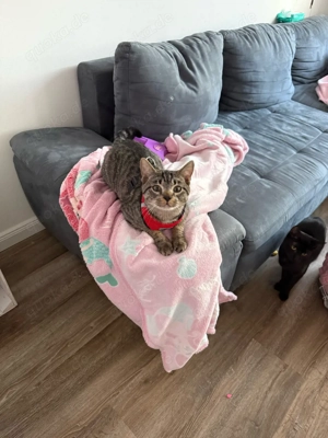 Liebervoller Kater 2 jahre 