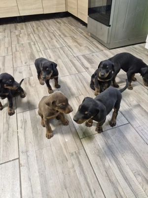 Dobermann Welpen Hündinnen  Bild 7