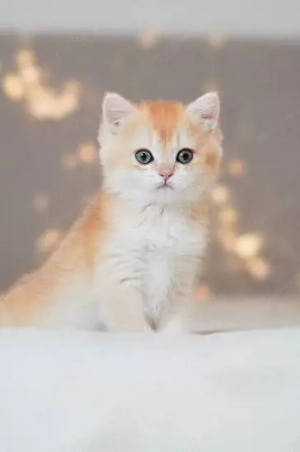 BKH(Britisch Kurzhaar Kätzchen) 