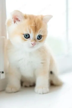 BKH-Kitten (Britisch Kurzhaar Kätzchen)