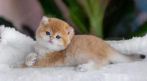 Schön Britisch Kurzhaar Kätzchen