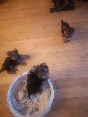 3 süße Yorkshire Terrier Welpen suchen ein neues zuhause