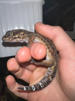 Leopardgecko Black Night Mandarin 1.0