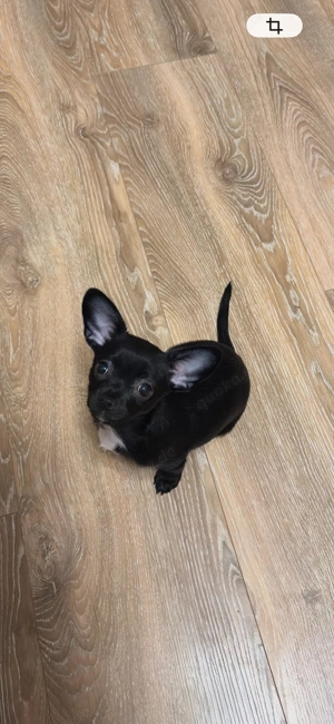 Zwei süße Chihuahua-Rüden suchen ihr Für-immer-Zuhause