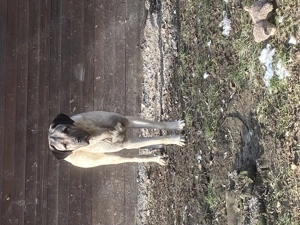 Kangal Pärchen 