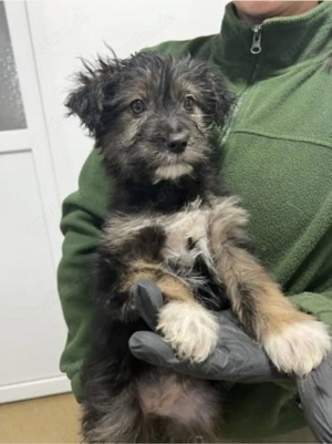 Olive - sanftes Terrier Mädchen