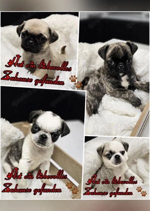 Altdeutsche Mops Welpen 