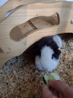 Suche Meerschweinchenbock Teddy