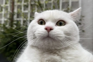 Sehr lieber junger Kater (5 Monate)   Europäisch Kurzhaar   BKH Mix   weiß, grüne Augen