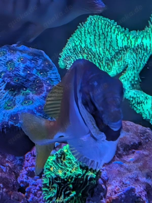 Meerwasser Korallen verschiedene Ableger 