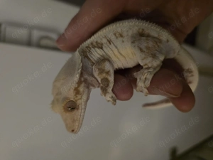 Lilly white kronengecko Weibchen