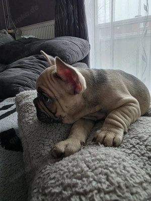  Kleiner Franz sucht sein Herz-Zuhause   Französische Bulldogge Rüde 