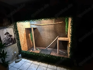 Großes Terrarium mit Leguan 