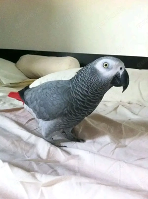 Afrikanischer Graupapagei 