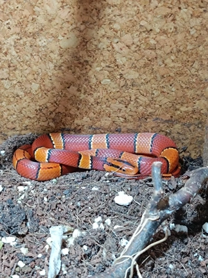 0.1 Oreocryptophis porphyraceus laticinctus 