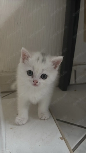 Zwei weiße Kätzchen (3 Monate, ein männlich, ein weiblich) British & Hauskatze Mix Geschwister 