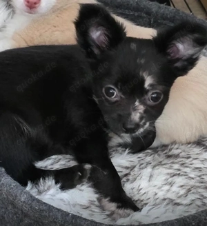 unsere maus sucht noch ein zuhause 