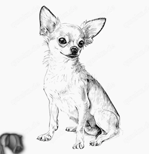 Suche Mini Kurzhaar Deckrüde Chihuahua 