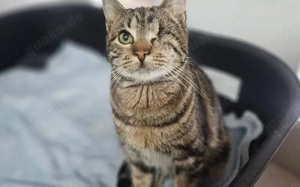 Sonnenschein Bobbi sucht ein Zuhause