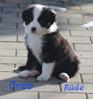 AustralianShepherd Bordercollie Welpen 