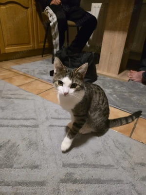 Süße weibchen Katze