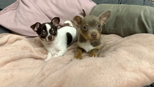  Reinrassige Chihuahua Welpe