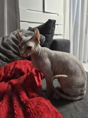 Sphynx Katze Elf 