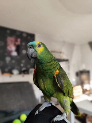  Blaustirnamazone, zahm mit Käfig und Freisitz....