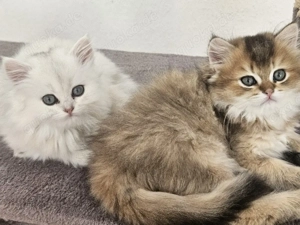 Zauberhafte Kitten mit Stammbaum  Bild 2