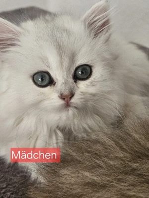 Zauberhafte Kitten mit Stammbaum  Bild 6