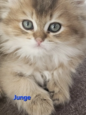 Zauberhafte Kitten mit Stammbaum  Bild 4