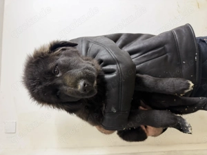 Mittelasiatische Owscharka