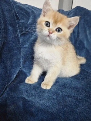 Zauberhafte Kitten mit Stammbaum  Bild 7