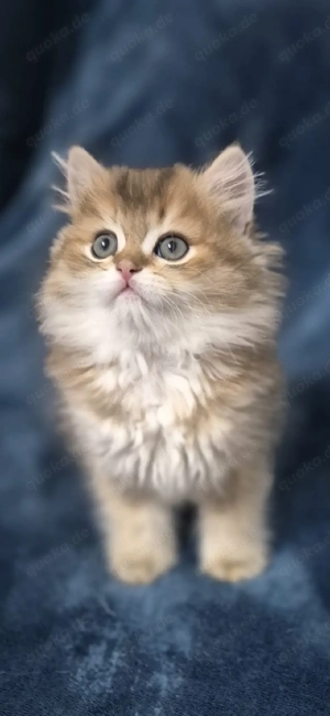 Zauberhafte Kitten mit Stammbaum  Bild 10