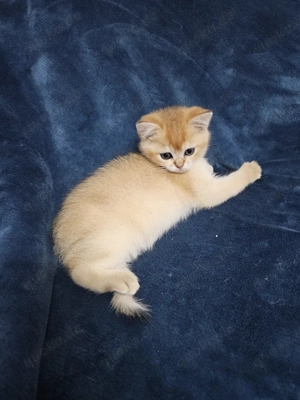 Zauberhafte Kitten mit Stammbaum  Bild 9