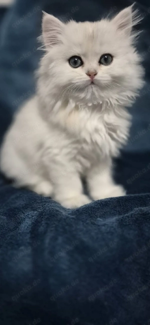 Zauberhafte Kitten mit Stammbaum  Bild 8