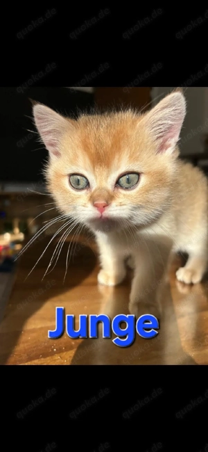 Zauberhafte Kitten mit Stammbaum  Bild 5