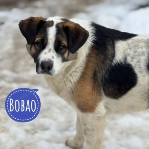 Bobao, lieber und sanfter Tornjak Labrador Mix