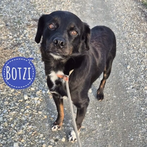 Botzi, Mischling sucht endlich ein liebevolles Zuhause