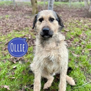 Ollie, unglaublich lieber und stubenreiner Mischling