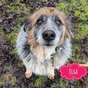 Olga, sanfte und wunderschöne Hündin, Tornjak Mix, braucht endlich ein Zuhause