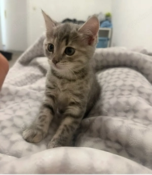 Britische Kurzhaar Babykatze   12 Wochen   in liebevolle Hände abzugeben