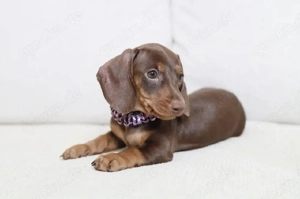 Dackel Welpen Rüden und Hündin