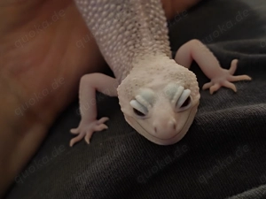 Leopardgecko super snow white 