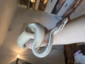 Königsphyton Purple Passion 