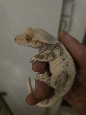 Lilly white kronengecko Weibchen