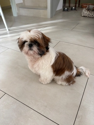 Shih-Tzu-Welpe sucht ein neues Zuhause