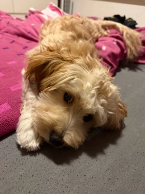 Havaneser Hündin abzugeben