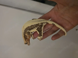 Lillywhite Kronengecko Weibchen 