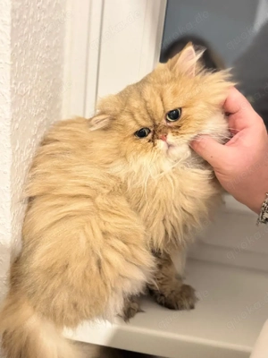 Zwei wunderschöne Langhaarkatzen suchen ein liebevolles Zuhause